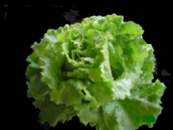 lechuguitaquealimentas.jpg